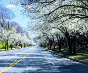 Image of road lined with trees in Maryland